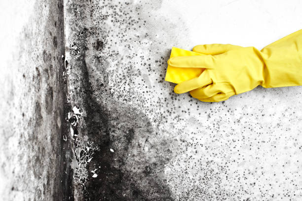 Forensic Mold Investigation in Lake Oswego, OR