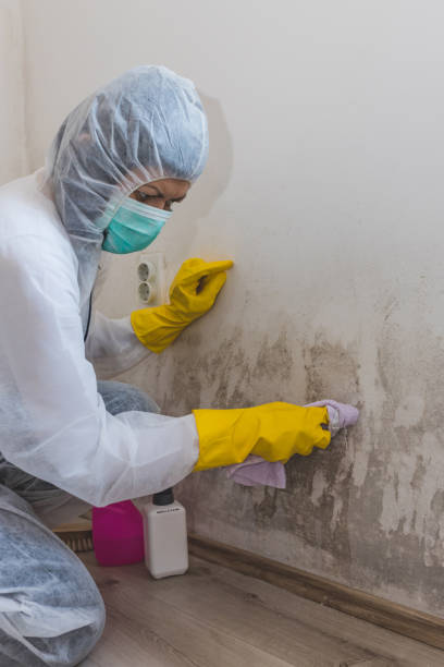 Best Mold Damage Restoration  in Lake Oswego, OR